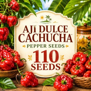 Nasiona papryczki Aji Dulce Cachucha, łagodna przyprawa karaibska, składnik Sofrito