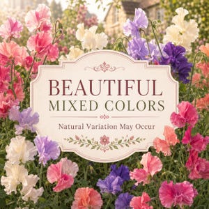 Colorful Mammoth Mix sweet pea blooms displayed in a naturally varied range of romantic garden shades.
