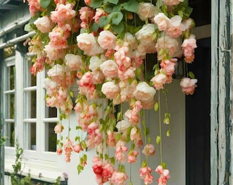 25 semillas de begonia llorona color melocotón para plantar flores de begonia rastrera