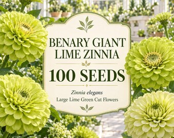 100 Benary Giant Lime Zinnia Seeds, Zinnia elegans Seeds for Planting, Large Lime Green Cut Flowers, Cottage Garden & Bouquet Seeds