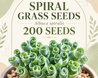 Spiral Grass Seeds, 200 Seeds, Albuca Spiralis Corkscrew Bulb, Curly Green Succulent Houseplant