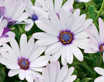 200 White Cape Daisy Seeds for Garden Planting Bright White Blooms Ornamental Osteospermum Flower
