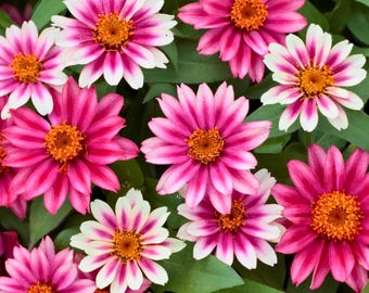 100 Profusion Cherry Bicolor Zinnia Seeds for Garden Planting Red White Zinnia Flowers Easy Grow