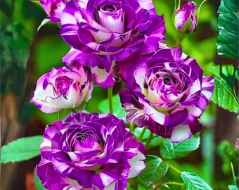 Nasiona pachnącej róży Jewel Rose – 20 fioletowych i białych nasion floribundy, rzadkie, dwukolorowe kwiaty