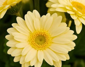 200 Light Yellow Gerbera Daisy Seeds for Garden Planting Soft Daisy Flowers Ornamental Flower