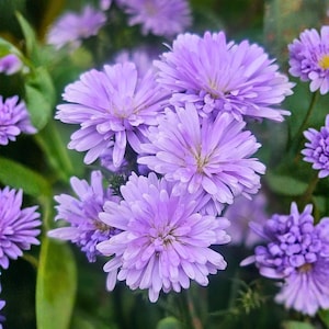 Könnte beinhalten: Nahaufnahme mehrerer hellvioletter Asternblüten in voller Blüte. Die Blüten haben mehrere dünne Blütenblätter, die von einem gelben Zentrum ausgehen. Grüne Blätter sind im Hintergrund zu sehen und schaffen ein natürliches, florales Thema.