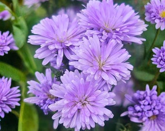 25 Purple Corn Marigold Seeds for Garden Planting Glebionis segetum Ornamental Annual Flower
