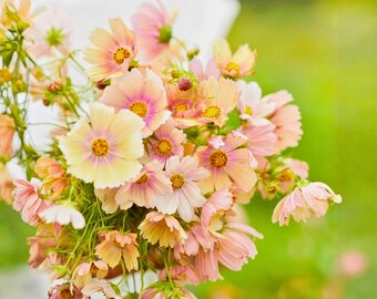 200 Aprikosenlimonade-Kosmos-Samen für den Garten, der Schmuckkörbchen-gelbe Blush-Blume pflanzt