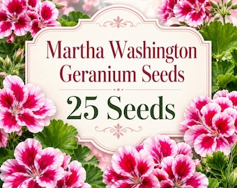 Martha Washington Geranium Seeds, Regal Ornamental Patio Plant, 25 Seeds