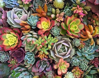 200 Mixed Succulent Seeds Colorful Assorted Varieties Easy Growing Indoor Outdoor Garden Decor