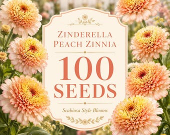Zinderella Peach Zinnia Flowers, Scabiosa Style Blooms, 100 Seeds (Zinnia elegans)