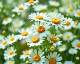 庭植え用の白いマーガレットデイジーの種子200個 Argyranthemum frutescens クラシックデイジーフラワー