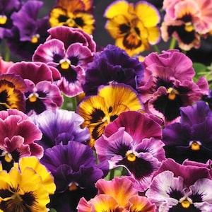 May include: A vibrant collection of pansy flowers in full bloom. The image showcases a variety of colors, including deep purple, yellow, pink, and burgundy, with dark centers. The petals display intricate patterns and textures, creating a visually rich floral display.