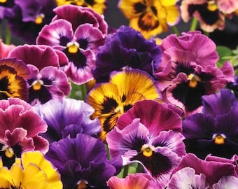 200 Frizzle Sizzle Mix Pansy Seeds for Garden Planting Viola Flower Ruffled Season Blooms
