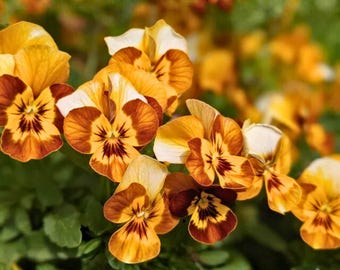 200 Corina Honeybee Pansy Seeds for Garden Planting Viola Flower Yellow Black Season Blooms