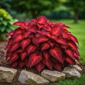 Peut inclure: Une plante touffue aux feuilles rouge foncé, présentant un contraste saisissant de nuances claires et sombres. La plante est entourée de petites pierres claires, sur fond d'herbe et de feuillage verts.