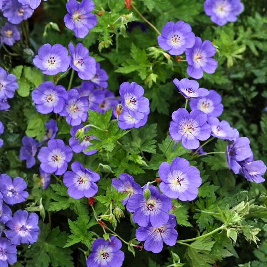 25 Rozanne Geranium Seeds Gerwat Hardy Perennial Garden Flowers Violet ...