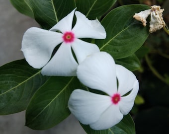 Può includere: Primo piano di due fiori bianchi con cinque petali ciascuno, con un centro rosa acceso. I fiori sono circondati da foglie verde scuro e lucide, creando un contrasto sorprendente. L'immagine cattura la bellezza naturale dei fiori.