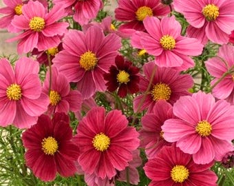 200 Antiquity Cosmos Seeds for Garden Planting Cosmos bipinnatus Vintage Rose & Mauve Flower
