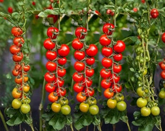 150 Sweetie Cherry Tomato Seeds Waterfall Type Sweet Tomatoes Garden Vegetable
