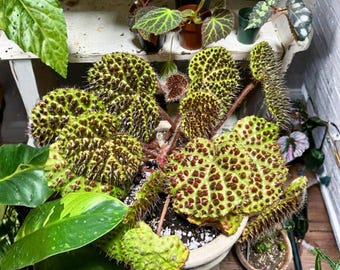25 semillas de begonia melanobullata para plantar en el jardín. Begonia con follaje, planta ornamental rara.