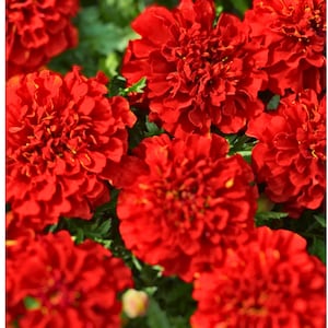 May include: Close-up of vibrant red marigold flowers in full bloom. The flowers have multiple layers of ruffled petals, creating a dense, textured appearance. Green foliage provides a contrasting backdrop to the bright blooms.