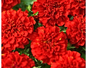 25 French Fireball Marigold Seeds for Garden Planting Tagetes patula Flower Seeds Easy Grow