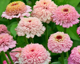100 Zinderella Lilac Zinnia Seeds for Garden Planting Soft Lilac Scabiosa-Style Zinnias Ornamental Flower
