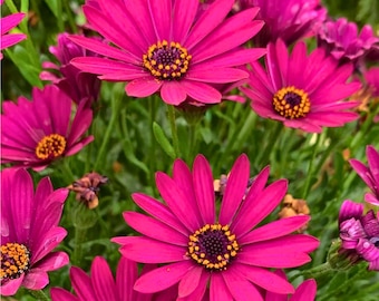 200 nasion stokrotki afrykańskiej w kolorze magenty do sadzenia w ogrodzie. Kwiaty osteospermum. Żywe kwiaty stokrotki afrykańskiej.