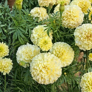 May include: Close-up of several pale yellow marigold flowers in full bloom. The flowers have a dense, layered petal structure and are surrounded by green foliage. The image captures the flowers in natural light.