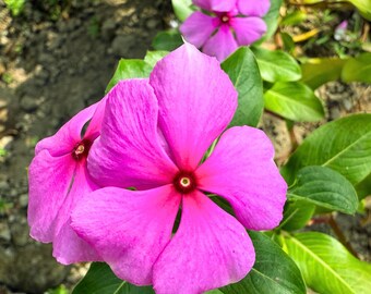 Può includere: Primo piano di vibranti fiori rosa con cinque petali ciascuno, che mostrano un centro rosso scuro. I fiori sono circondati da lussureggianti foglie verdi, creando una composizione naturale e colorata. L'immagine cattura la bellezza dei fiori in fiore.