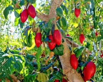 10 semillas de tamarillo, árbol de tomate para plantar, Cyphomandra betacea, árbol frutal exótico.