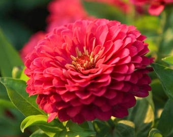25 Pink Marigold Seeds for Planting Tagetes Flower Seeds Easy Grow