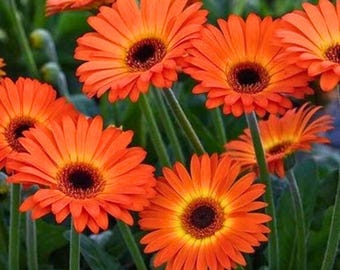 200 Orange Gerbera Daisy Seeds for Garden Planting Bright Orange Flowers Ornamental Flower