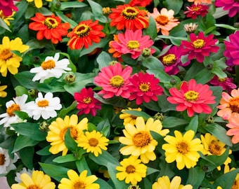 100 semillas de zinnia Profusion Mix para plantar en el jardín. Flores de colores brillantes. Zinnia elegans.