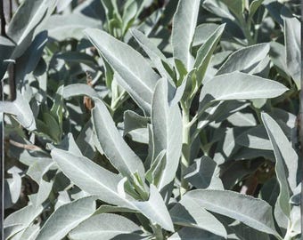 20 White Sage Seeds Salvia apiana Herb Seeds Drought Tolerant Perennial Garden Plant