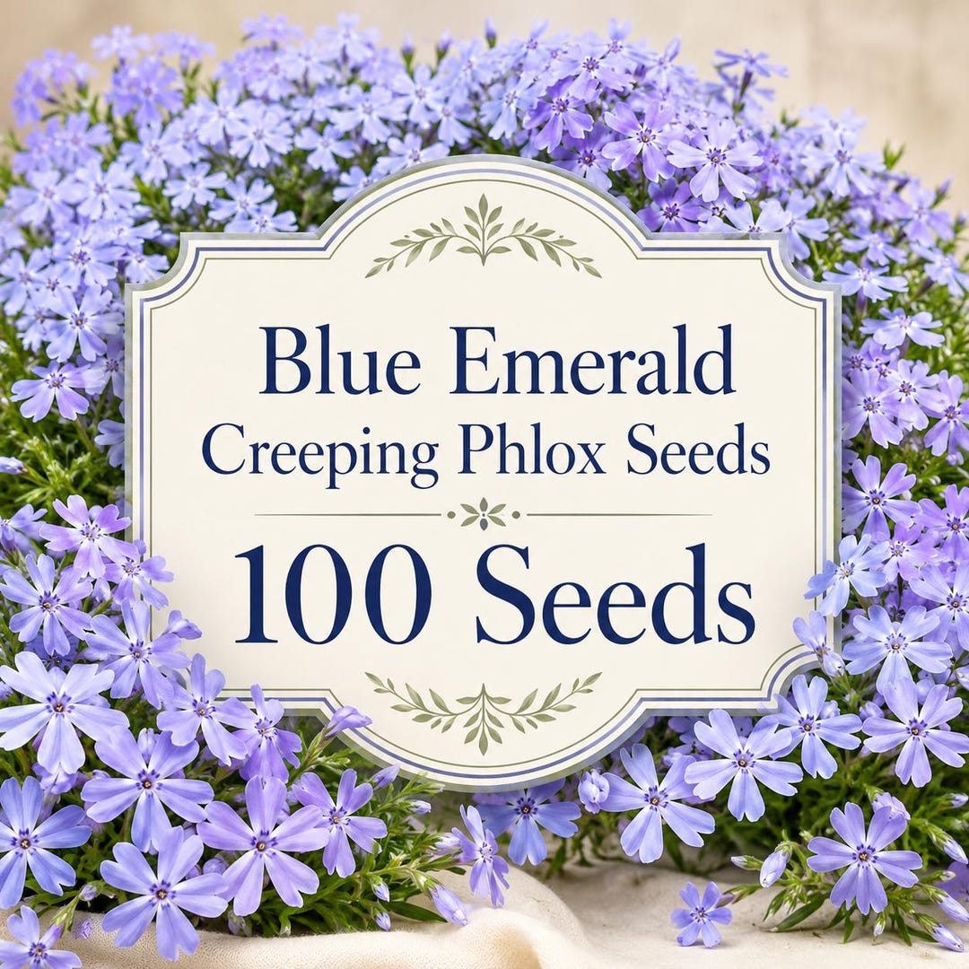 Blue Emerald Creeping Phlox Seeds, Low Growing Perennial Ground