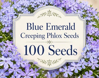 Sementes de Phlox rastejante azul esmeralda, cobertura de solo perene de crescimento baixo, flores da primavera