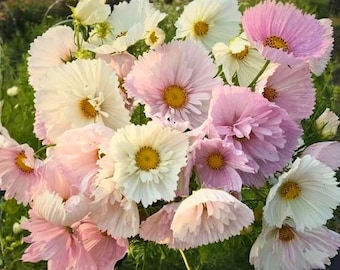 200 Cupcake Blush Cosmosfrön för trädgårdsplantering Cosmos bipinnatus Mjukrosa koppformad blomma