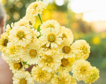 100 Isabellina Zinnia Seeds for Garden Planting Soft Cream Blush Zinnias Ornamental Annual Flower