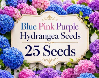 Blue Pink Purple Hydrangea Seeds, 25 Perennial Flower Seeds, Cottage Garden Blooms