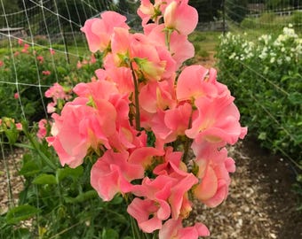 50 Patti Sweet Pea Seeds for Garden Planting Soft Pink Flowering Vine Lathyrus odoratus