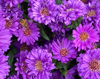 25 Purple Gem Marigold Seeds for Garden Planting Tagetes Flower Seeds Easy Grow