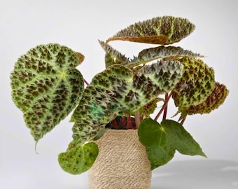 強烈なベゴニア - ベゴニア フェロックス - 希少植物種 - トゲトゲ