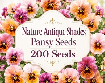 Nature Antique Shades Pansy Seeds, 200 Seeds, Blush Peach Mauve Viola Flowers, Cottage Garden