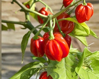 20 Red Scotch Bonnet Pepper Seeds Heirloom Non-GMO Chili Pepper Capsicum chinense