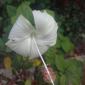 50 weiße Hibiskussamen | Mehrjährige blühende Pflanze | Einfach zu züchtender Gartenstrauch | Zieht Bestäuber an