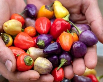 10 Chinese Five Color Hot Pepper Seeds Multicolor Ornamental Chili Pepper Capsicum annuum