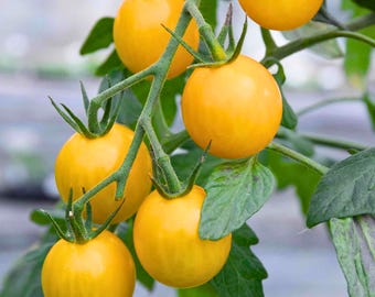 100 semillas de tomate cherry amarillo Patio Choice, reliquia, sin OMG, para plantar en un jardín compacto