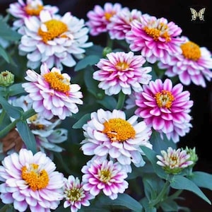 May include: A cluster of vibrant zinnia flowers in full bloom. The petals are a mix of white and pink, radiating from a bright yellow center. Green leaves and stems provide a natural backdrop, creating a colorful floral display.